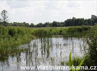 Kořenová čistírna